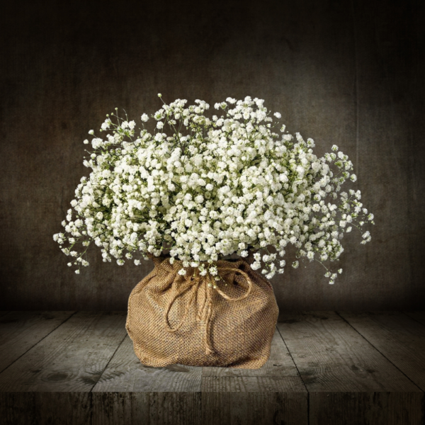 FLORES PRESERVADAS